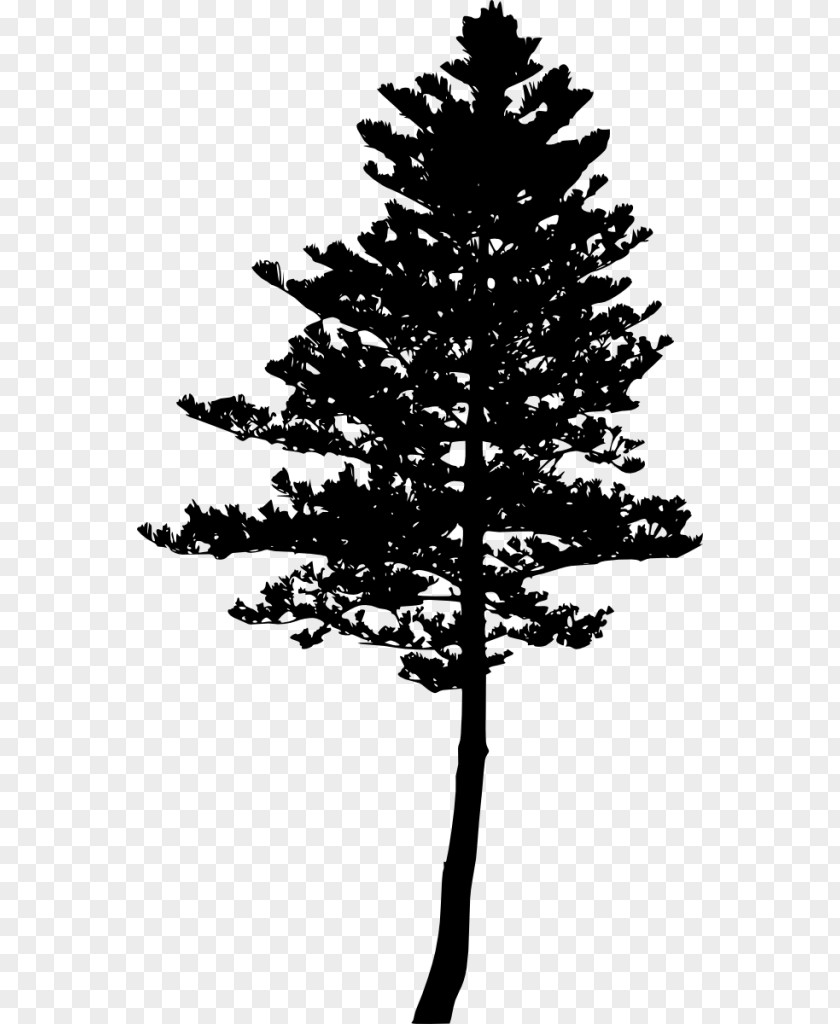 Tree Spruce Pine Fir Silhouette PNG