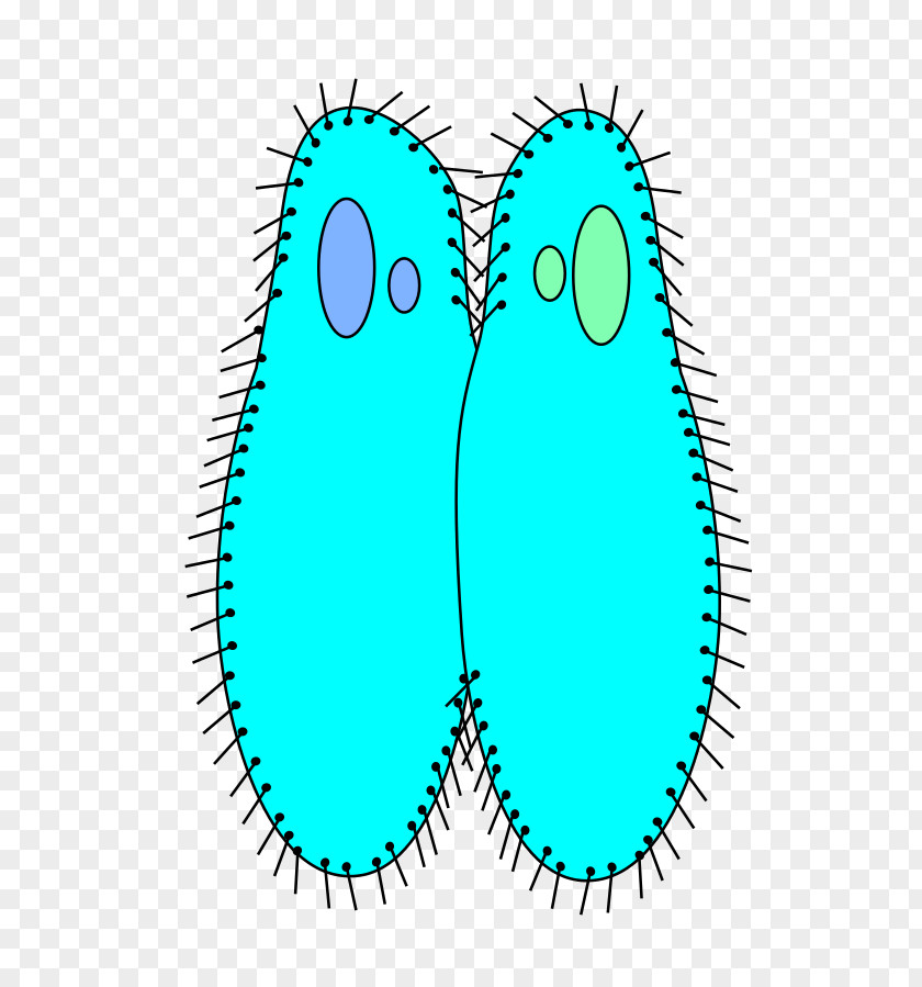 Paramecium Flyer Biology Protozoa Reproduction Caudatum Bacterial Conjugation PNG