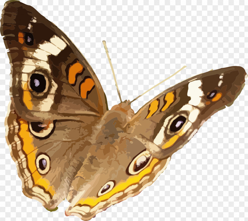 Quebec Butterfly Insect Common Buckeye Nymphalidae PNG