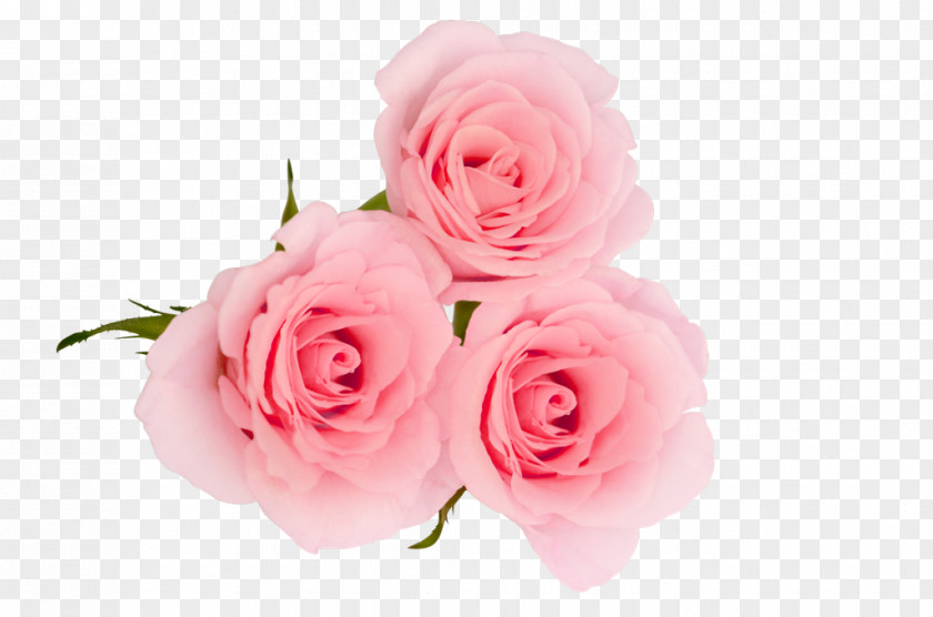 Rose Petal Centifolia Roses Flower Garden Pink PNG