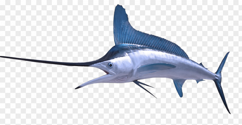 Shark PNG