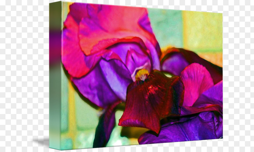 Violet Acrylic Paint Pansy Rose Family Floral Design PNG
