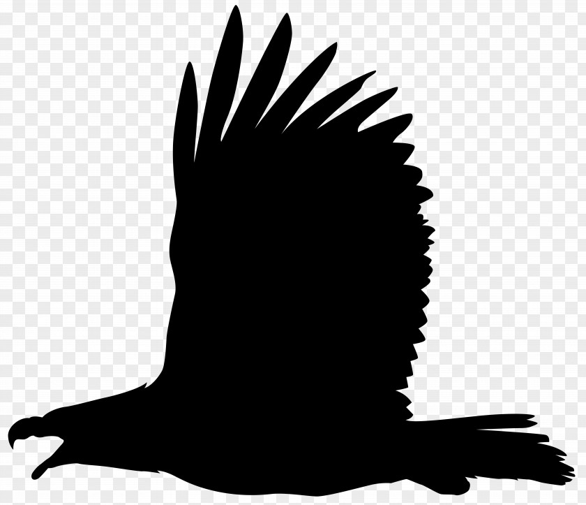 Eagle Silhouette Clip Art Image Bald PNG