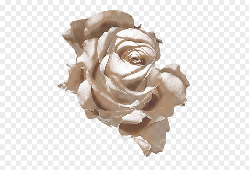 Garden Roses Cabbage Rose Centerblog Flower PNG
