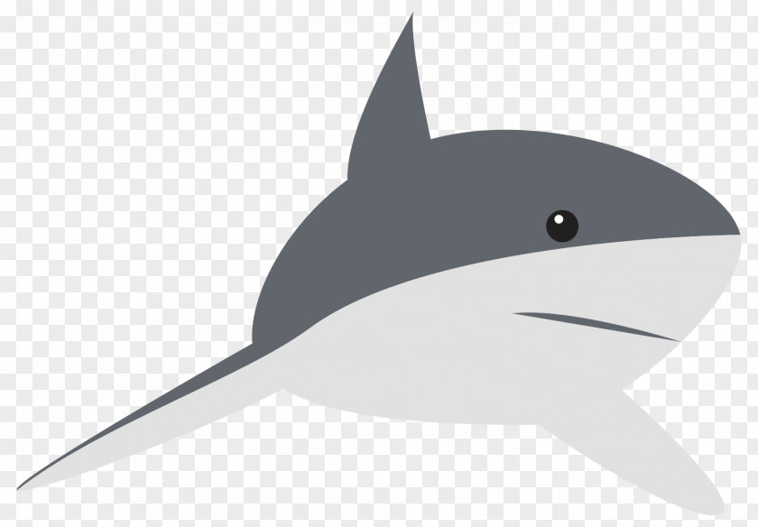 Shark Fauna Dolphin PNG
