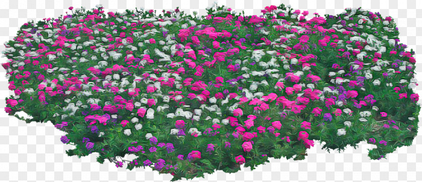 Shrub Annual Plant Flower Flowering Pink Groundcover PNG