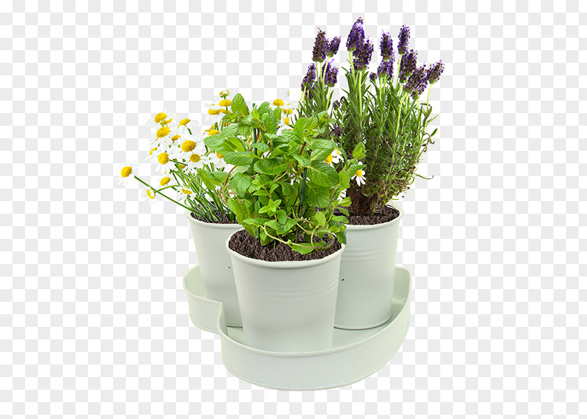 Afternoon Tea Time English Lavender Herb Plants Peppermint Garden PNG