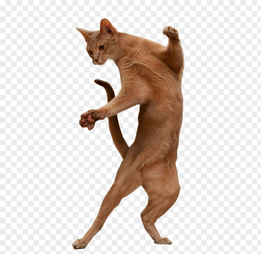 Dancing Animals Burmese Cat Dance Image GIF PNG