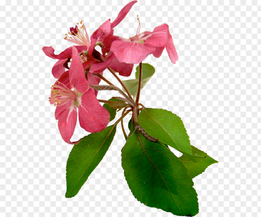 Flower Petal Plant Stem Pink Растительный мир России PNG