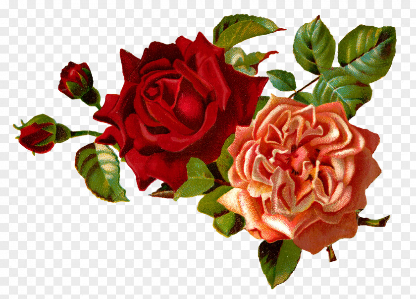 Flowers Flower Rose Floral Design Clip Art PNG