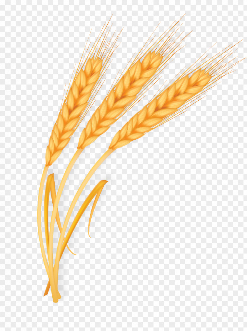 Golden Wheat Gold PNG