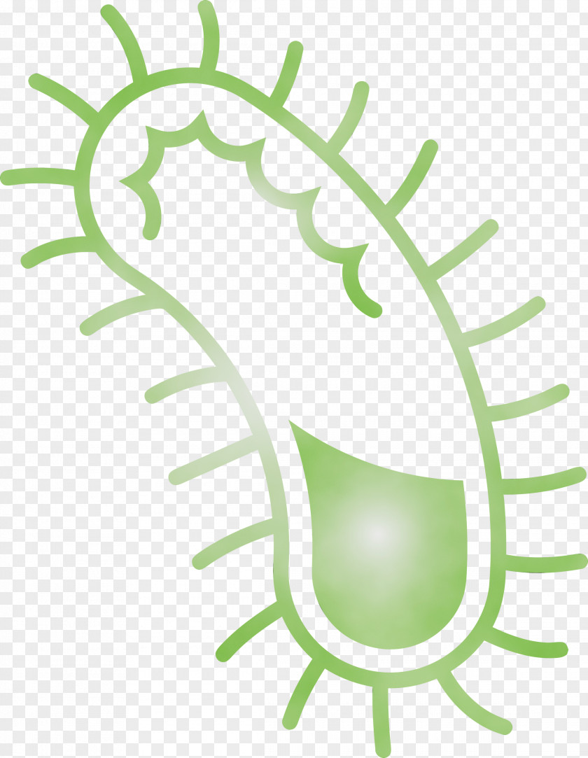 Green Leaf Plant Vascular PNG