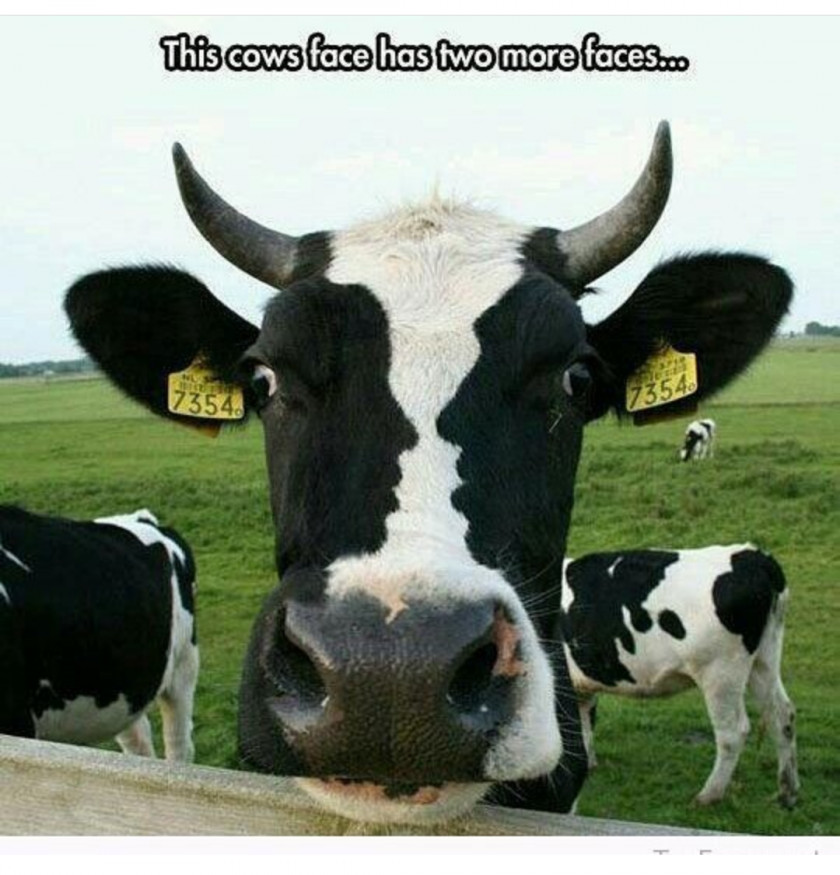 Holstein Friesian Cattle I See A Cow Internet Meme Face PNG cattle a meme Face, cow clipart PNG