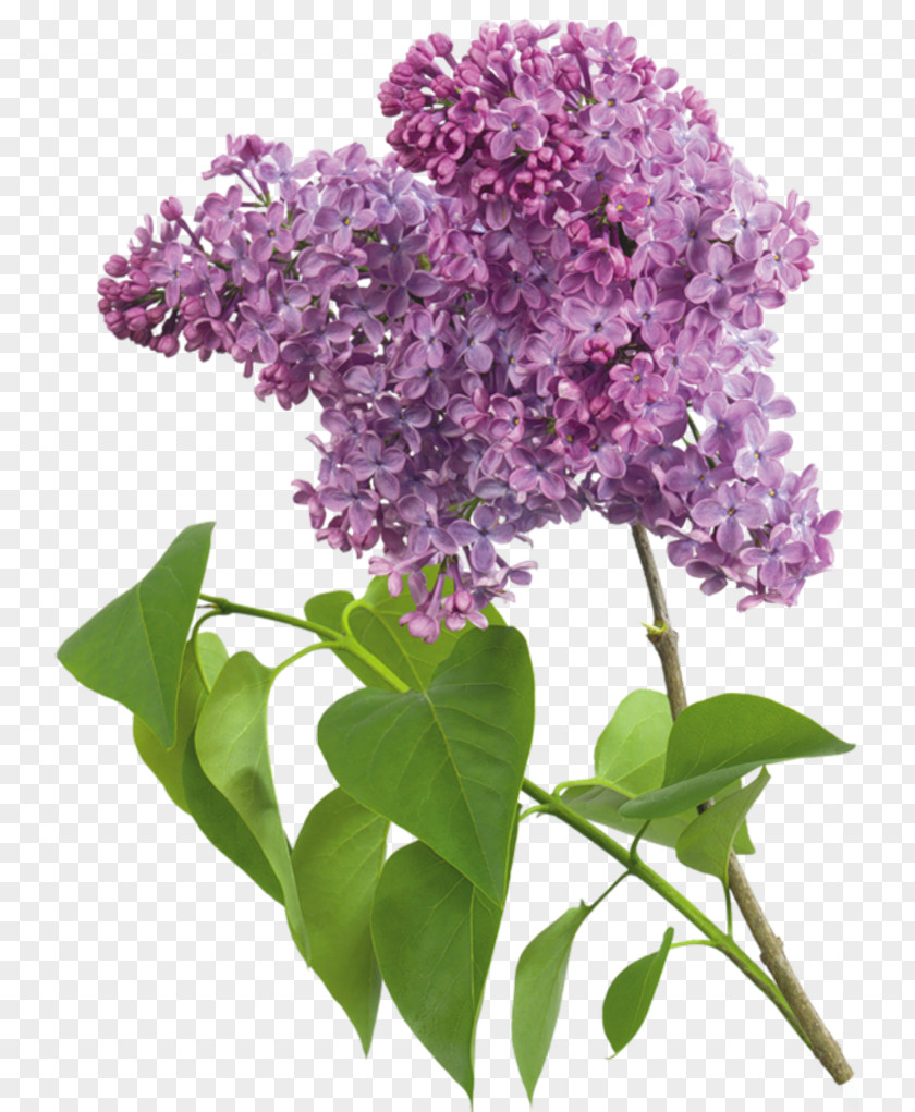 Purple Flowers Common Lilac Lavender Clip Art PNG