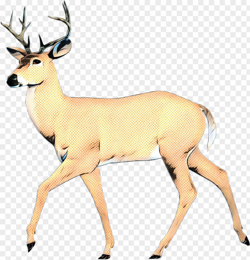 White-tailed Deer Terrestrial Animal Snout PNG