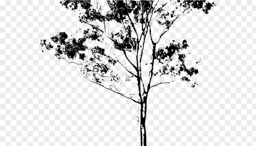 Birch Family Plane Tree Trunk Drawing PNG