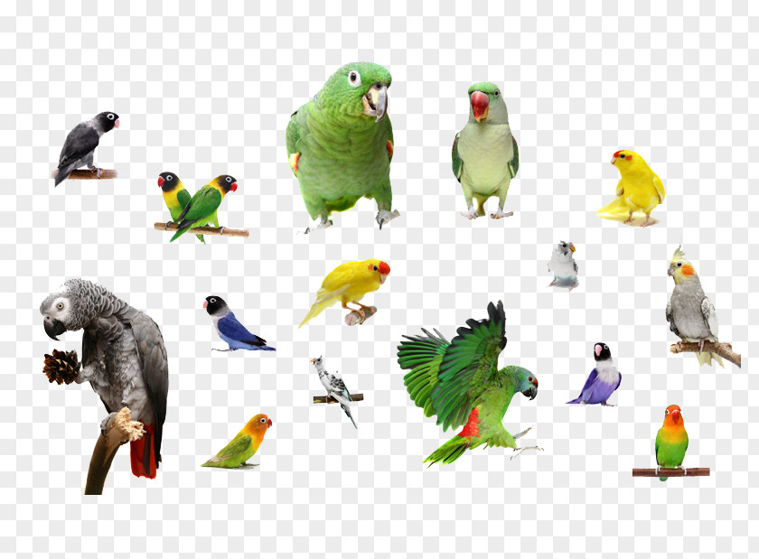 Flying Bird Parrots Macaw PNG