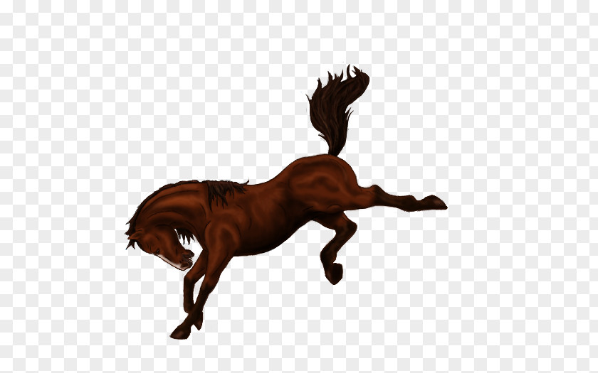 Horse Bucking Stallion Bronco Mane PNG