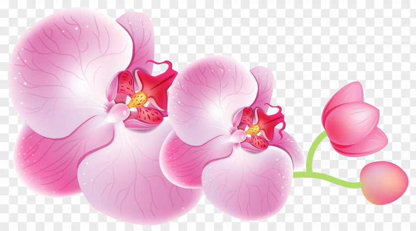 Orchid Cattleya Orchids Flower Clip Art PNG