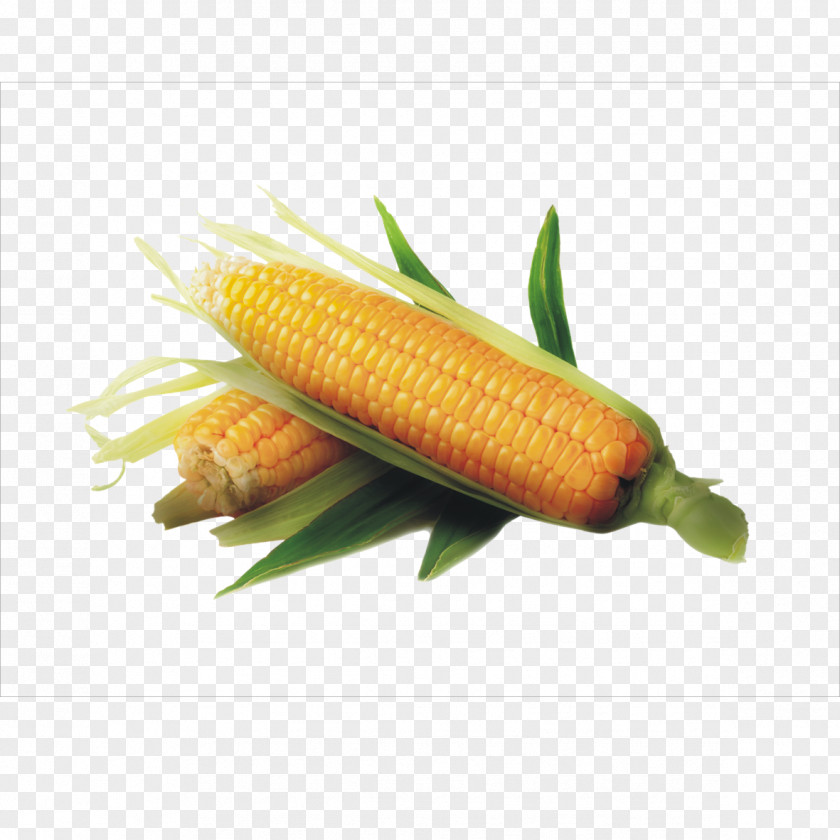 Corn Maize Corncob Icon PNG