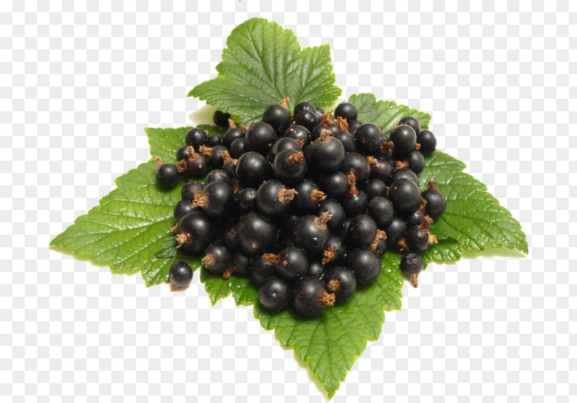 Juice Fruit Blackcurrant Berries PNG
