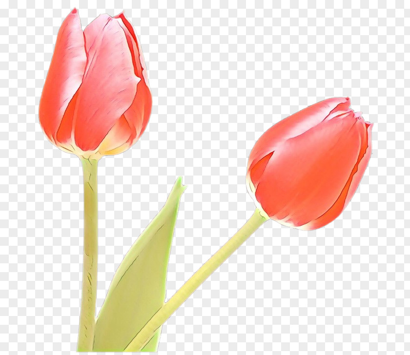 Lily Family Pedicel Orange PNG