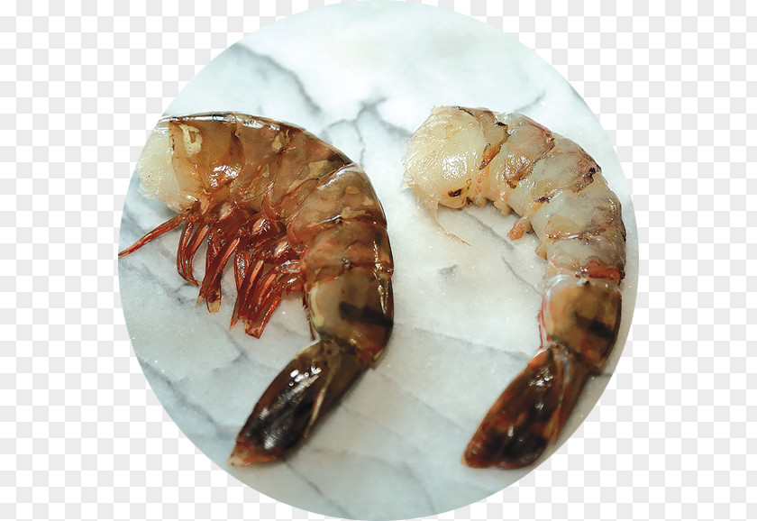 Lobster Prawns Caridea Scampi Shrimp PNG