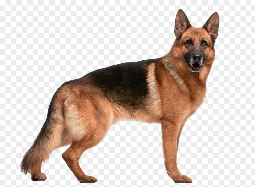 Pastor German Shepherd Border Collie Dog Breed Hip Dysplasia PNG