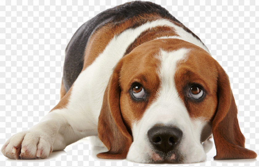 Puppy What Is My Dog Thinking? Beagle Pet Training PNG