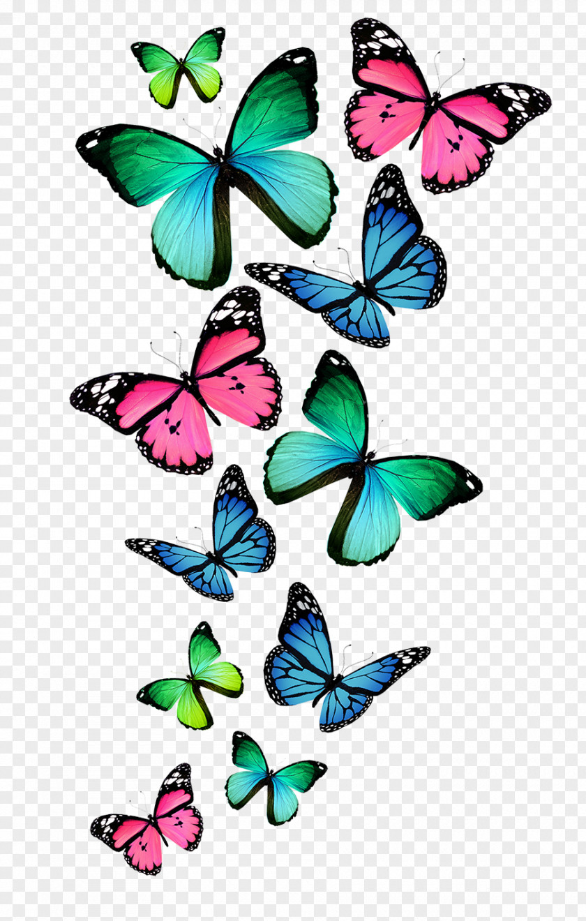 Watercolor Animals Butterfly Color Royalty-free Clip Art PNG