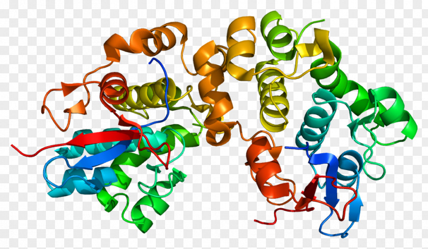 Protein Cartoon Desmoplakin Laminin Desmosome Structure Plakoglobin PNG