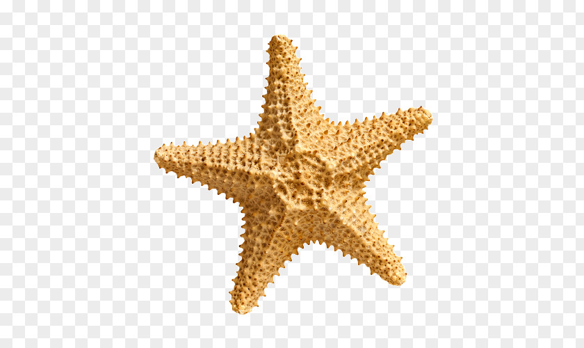 Starfish Stock Photography PNG