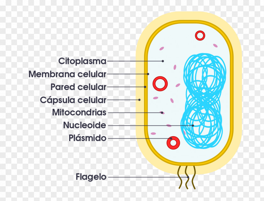 Cell Prokaryote Organelle Eukaryote Bacteria PNG
