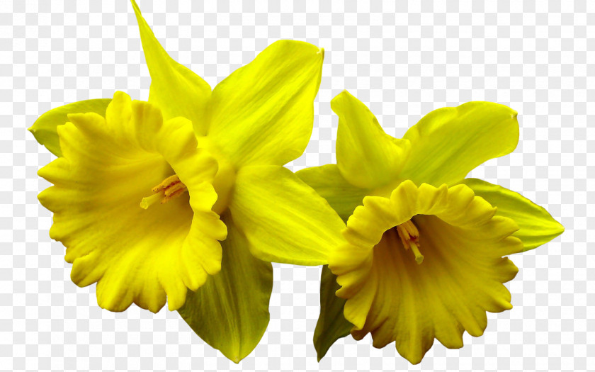Daffodil I Wandered Lonely As A Cloud Desktop Wallpaper Clip Art PNG