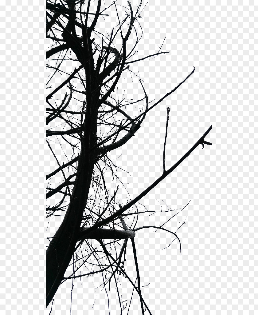 Ghost Common Deadwood Photography Twig Black And White PNG