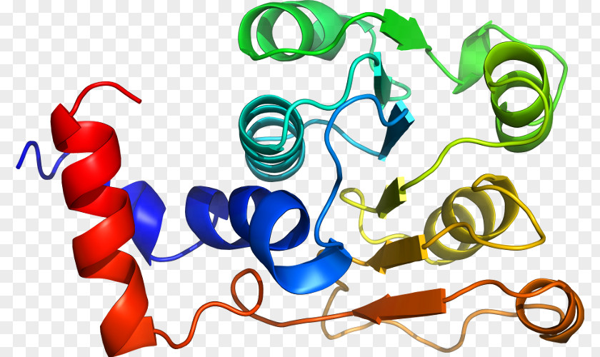 Line Organism Clip Art PNG