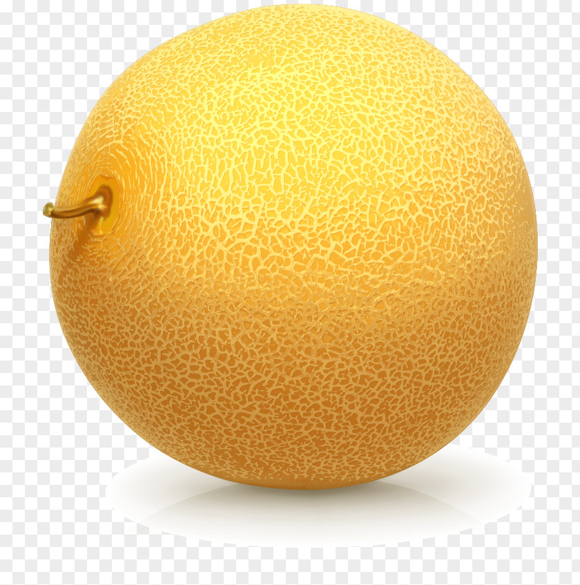 Painted Melon Vector Grapefruit Hami PNG