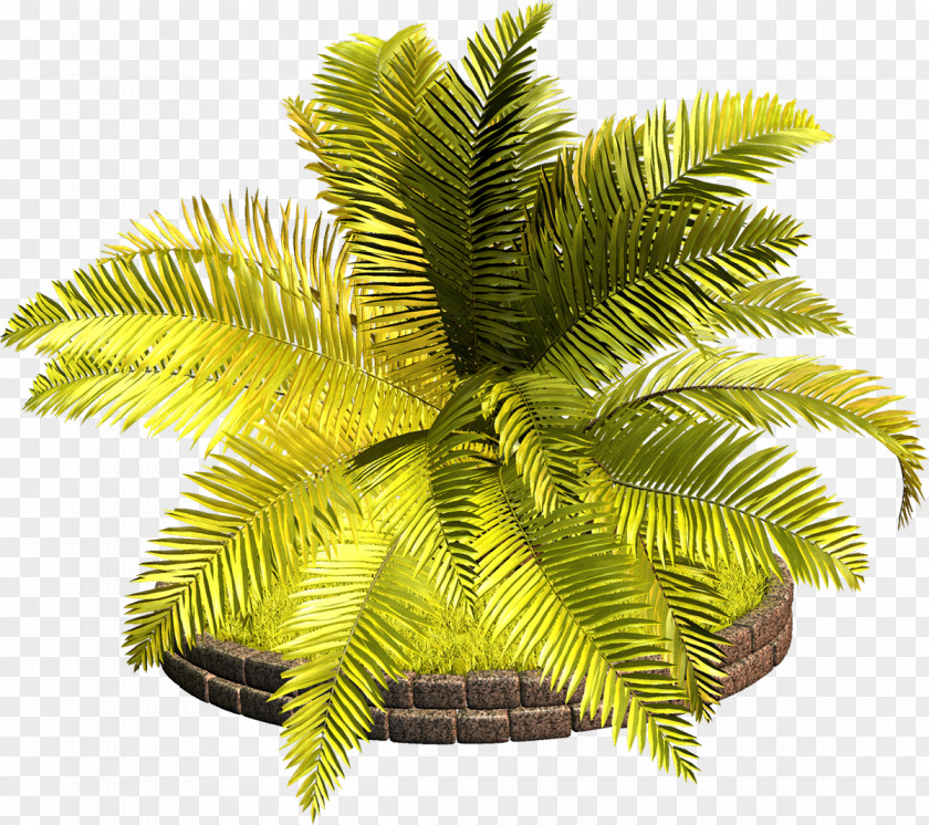 Palm Tree Arecaceae Vascular Plant Clip Art PNG