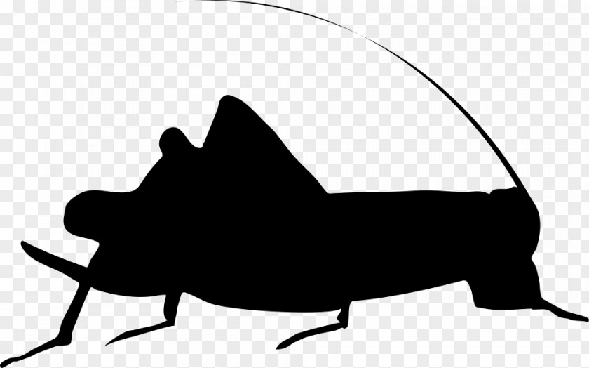 Bug Silhouette Cricket Insect Dave Michaels Band PNG