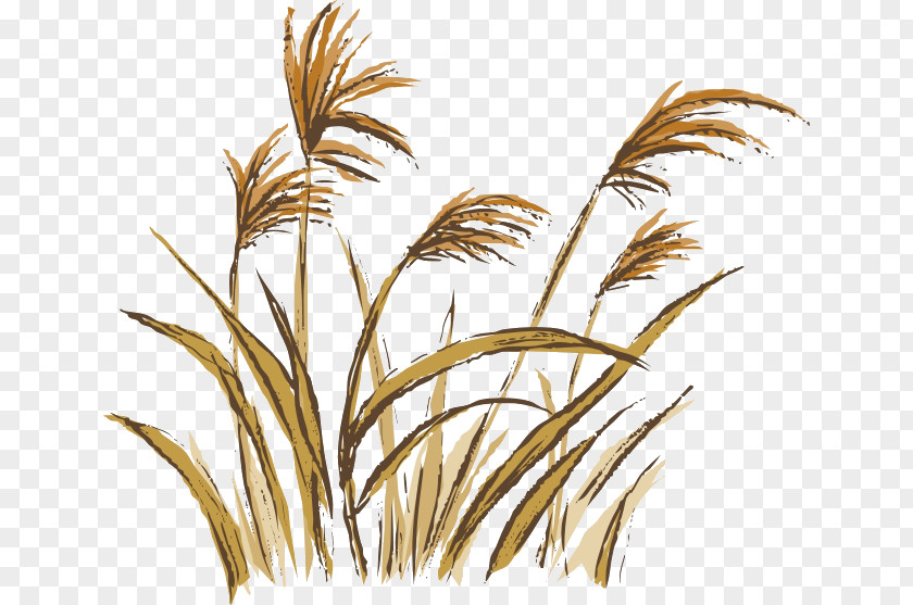 Dog's Tail Grass Broom-corn No Illustration PNG