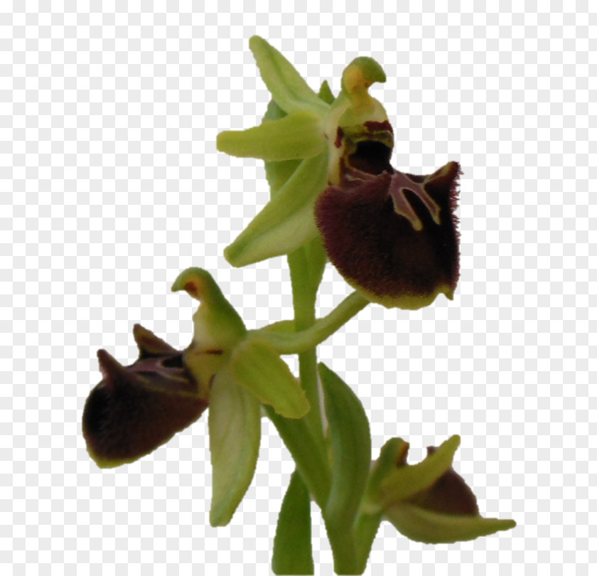 Flower Ophrys Sphegodes Araneola Rosette PNG