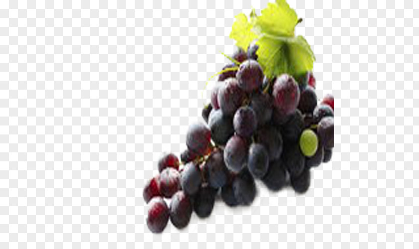 Fresh Black Grapes Red Wine Juice Grape Seed Extract PNG