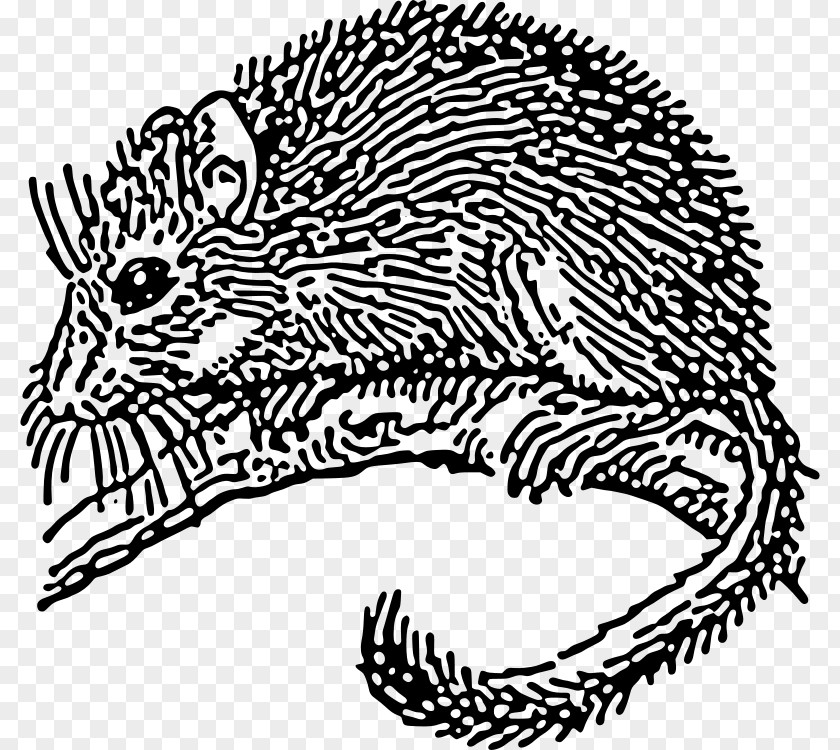Mouse Dormouse Rodent Drawing Clip Art PNG
