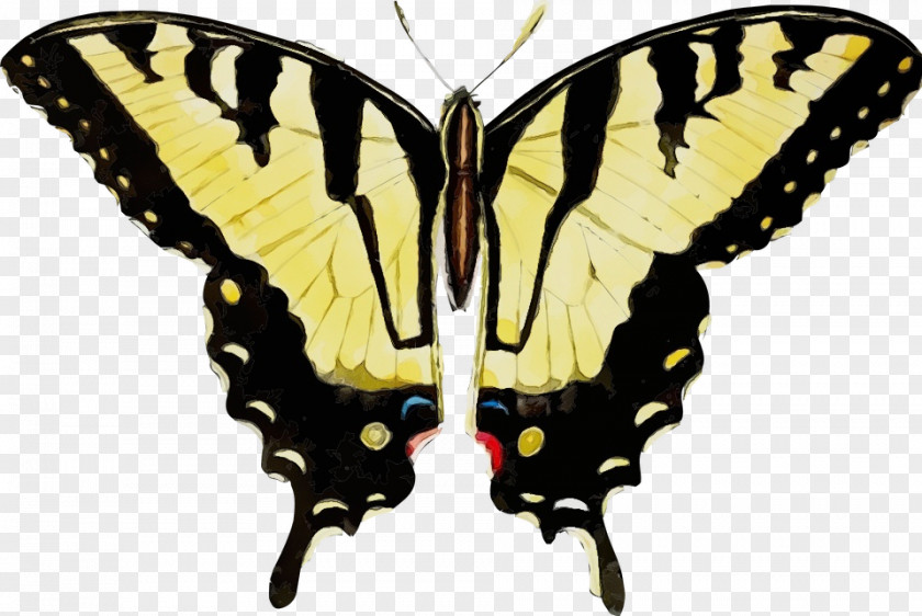 Pollinator Eastern Tiger Swallowtail Moths And Butterflies Butterfly Papilio Machaon Insect PNG