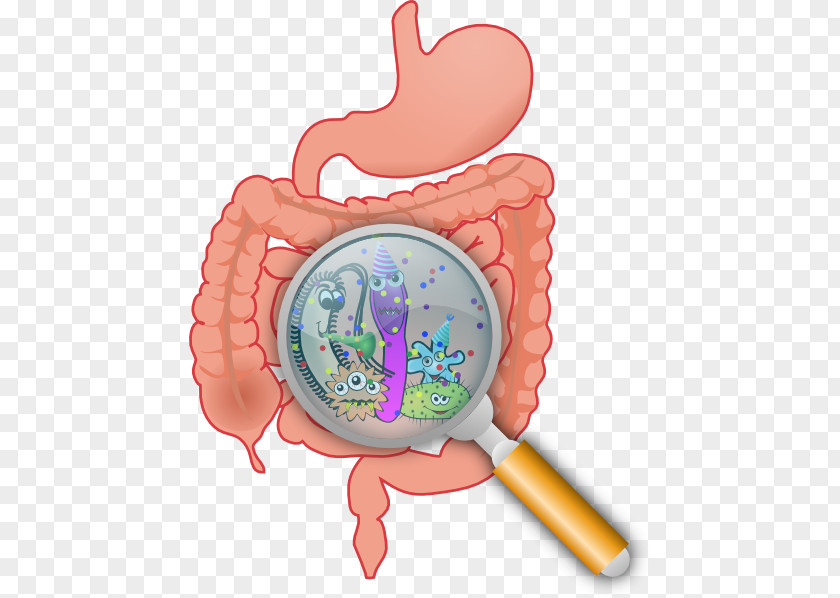 Bacteria Cliparts Gastrointestinal Tract Health Digestion Probiotic Gut Flora PNG