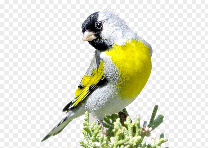 Bird Domestic Canary European Goldfinch Eurasian Siskin Red PNG