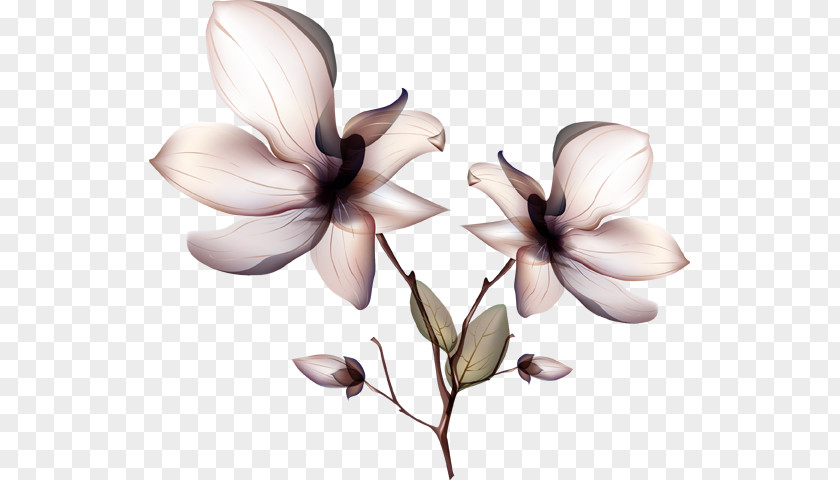 Flower Orchids PNG