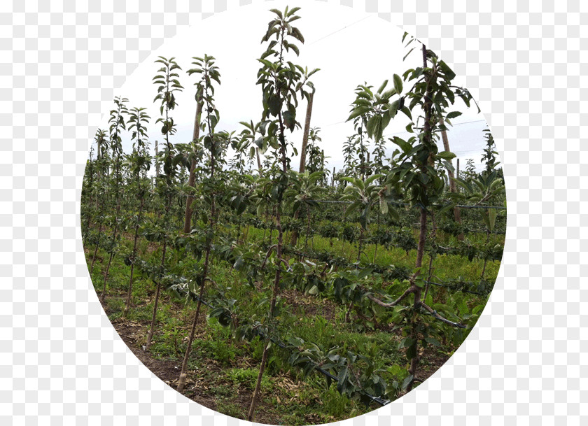 Orchard Nutrient Tree Vegetation Crop Agriculture PNG