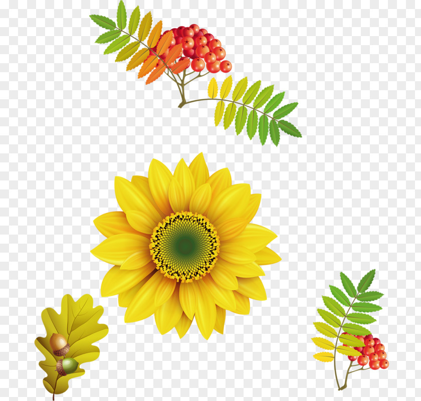 Sunflower Common Terra Fofa Paisagismo Cereal Clip Art PNG