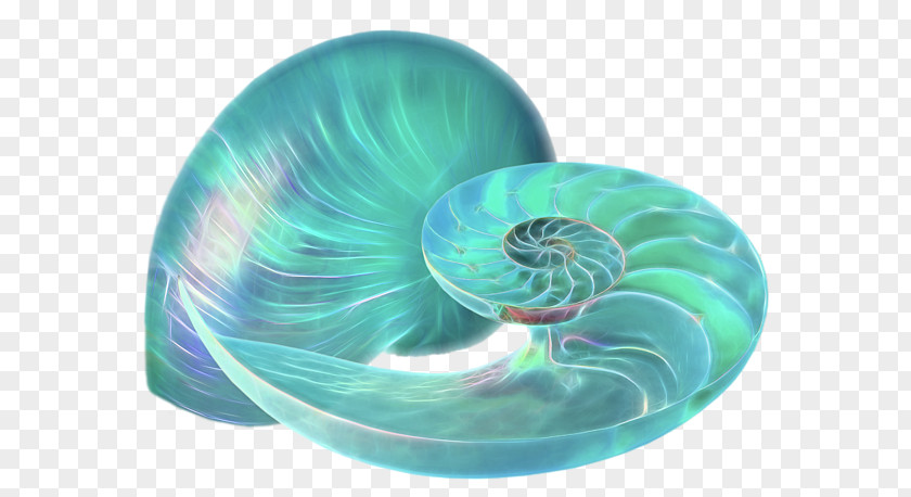Turquoise Nautiluses Organism PNG